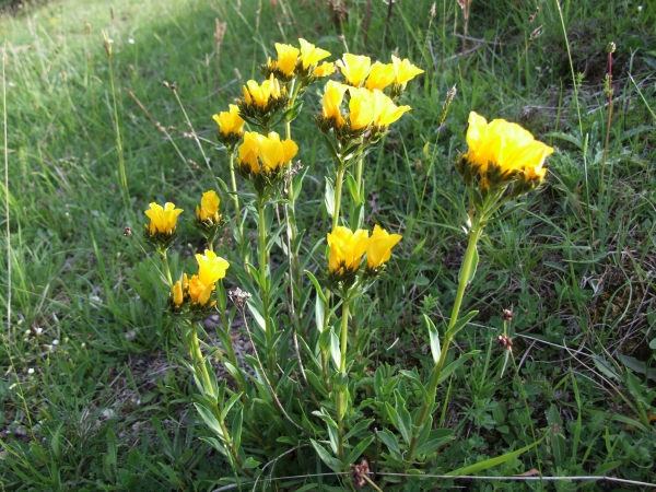 Linum capitatum / Lino capitato